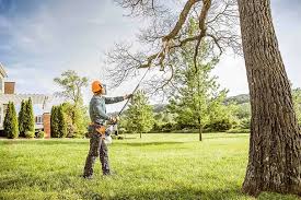 How Our Tree Care Process Works  in  Bushnell, FL